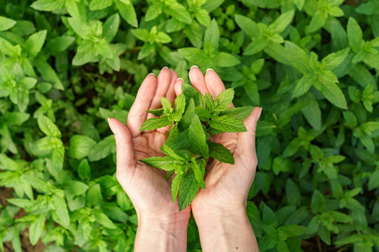 stevia